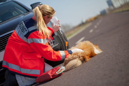 URGENCES VETERINAIRES | Intoxication ACCIDENT DE LA VOIE PUBLIQUE (AVP)