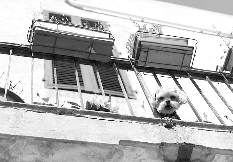 MON CHAT EST TOMBÉ DU BALCON