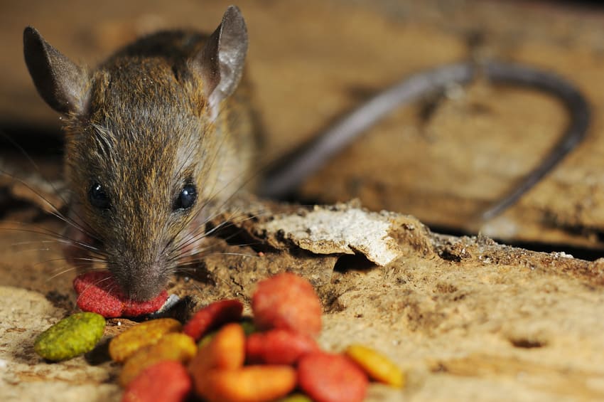 URGENCES VETERINAIRES | Intoxication À LA MORT AUX RATS