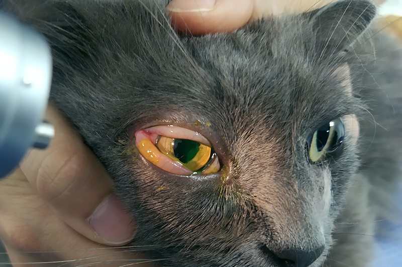 Urgences Vétérinaires ophtalmologiques : LA CONJONCTIVITE CHEZ LES CHIENS ET CHATS URGENCES VETERINAIRES | Intoxication LA CONJONCTIVITE CHEZ LES CHIENS ET CHATS