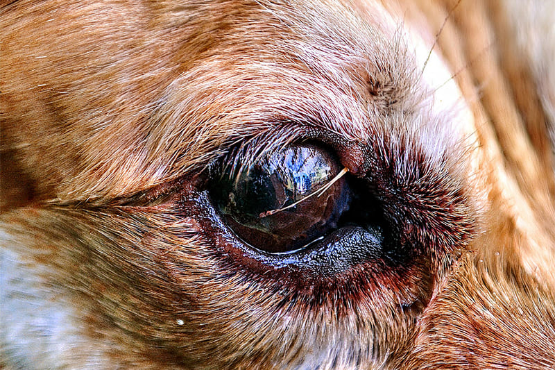 Urgences Vétérinaires ophtalmologiques : LE CORPS ÉTRANGER OCULAIRE URGENCES VETERINAIRES | Intoxication LE CORPS ÉTRANGER OCULAIRE