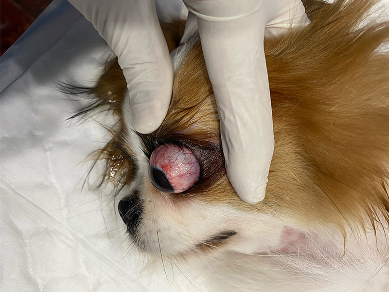 Urgences Vétérinaires ophtalmologiques : L’EXOPHTALMIE CHEZ LES CHIENS ET CHATS URGENCES VETERINAIRES | Intoxication L’EXOPHTALMIE CHEZ LES CHIENS ET CHATS