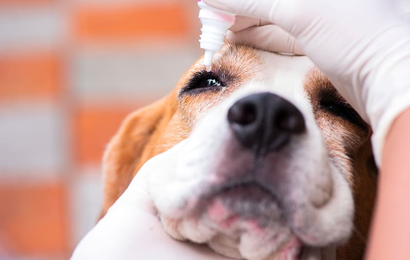 Urgences Vétérinaires ophtalmologiques : LE GLAUCOME CHEZ LES CHIENS ET CHATS URGENCES VETERINAIRES | Intoxication LE GLAUCOME CHEZ LES CHIENS ET CHATS