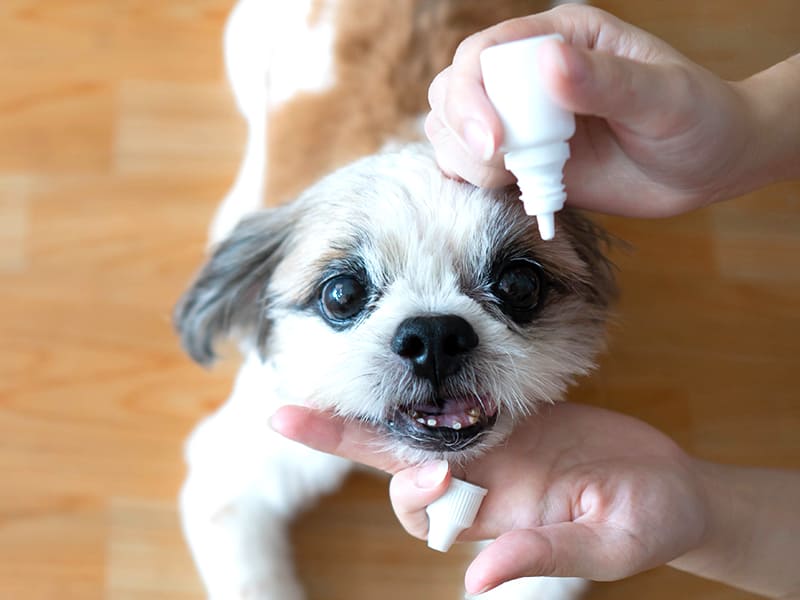 Urgences Vétérinaires ophtalmologiques : QUEL COLLYRE UTILISER SUR QUELLE URGENCE OPHTALMOLOGIQUE URGENCES VETERINAIRES | Intoxication QUEL COLLYRE UTILISER SUR QUELLE URGENCE OPHTALMOLOGIQUE