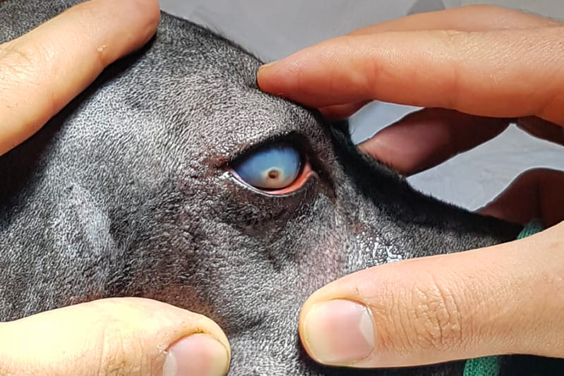 Urgences Vétérinaires ophtalmologiques : L'ULCÈRE CORNÉN CHEZ LES CHIENS ET CHATS URGENCES VETERINAIRES | Intoxication L'ULCÈRE CORNÉN CHEZ LES CHIENS ET CHATS