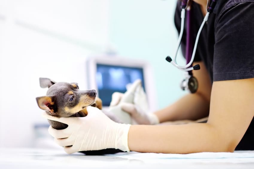 Urgences VETERINAIRES | VETERINAIRE de GARDE | Informations Santé Animale