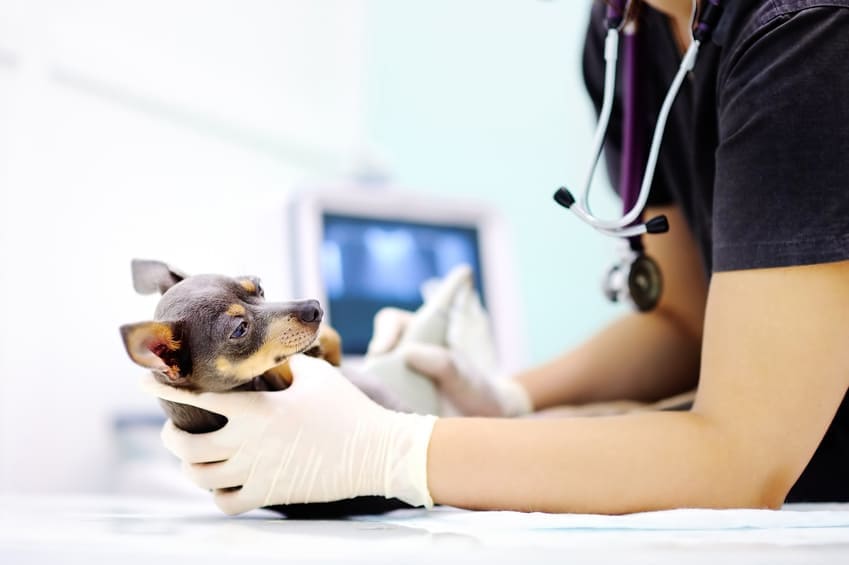 Urgence VETERINAIRE | VETERINAIRE de GARDE