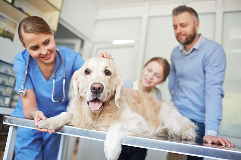 Urgences VETERINAIRES | Les différents serices vétérinaires de garde en France