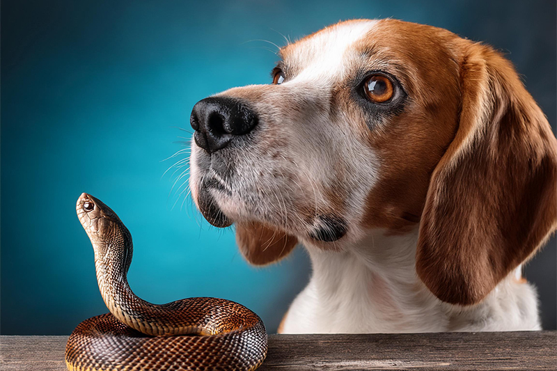 URGENCES VETERINAIRES | Intoxication Par morsure de serpent