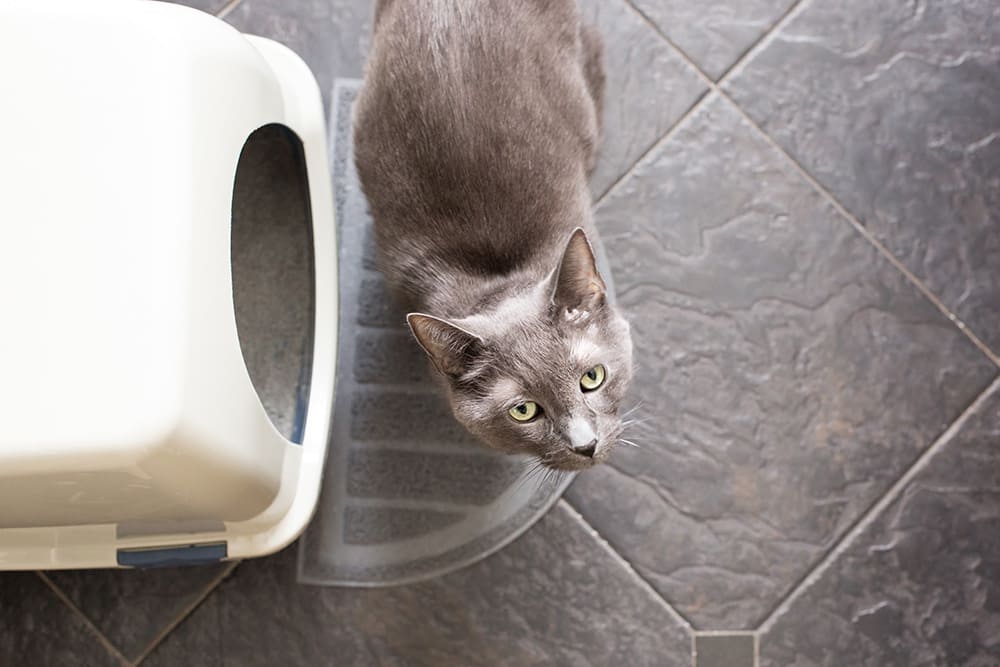 Cystite et Calculs urinaires chez le chat, que faire?