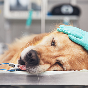 URGENCES VETERINAIRES |  Les Urgences Vitales