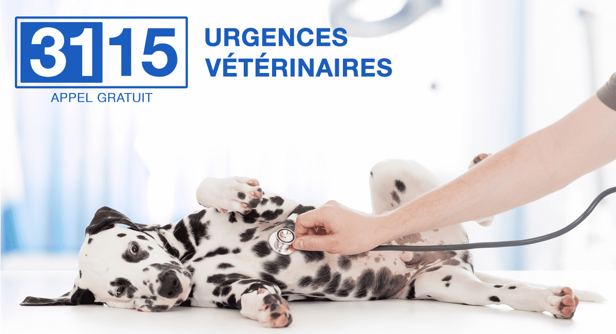 Comment trouver un vétérinaire en cas d'urgence àtours