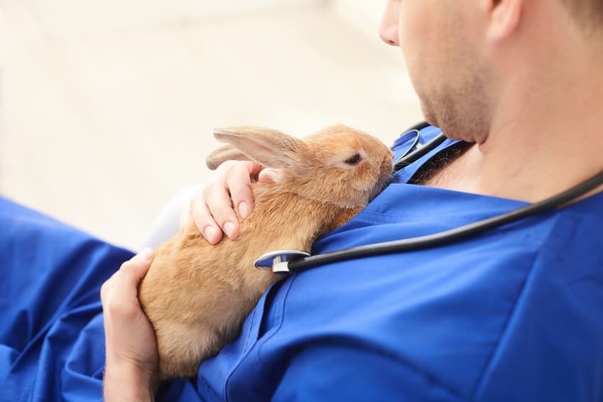 Urgences VETERINAIRES | La Maison des Urgences Vétérinaires sur Saint-Etienne (Loire)