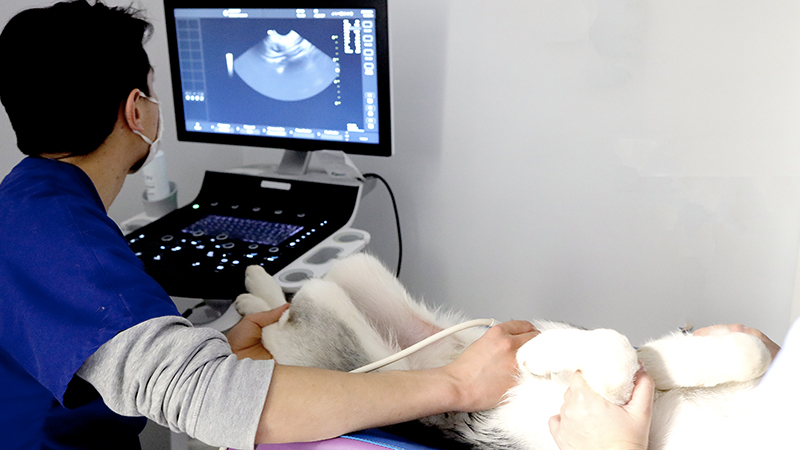 Urgences VETERINAIRES | Une Clinique vétérinaire de Garde à Toulouse, à l’automne 2022 !