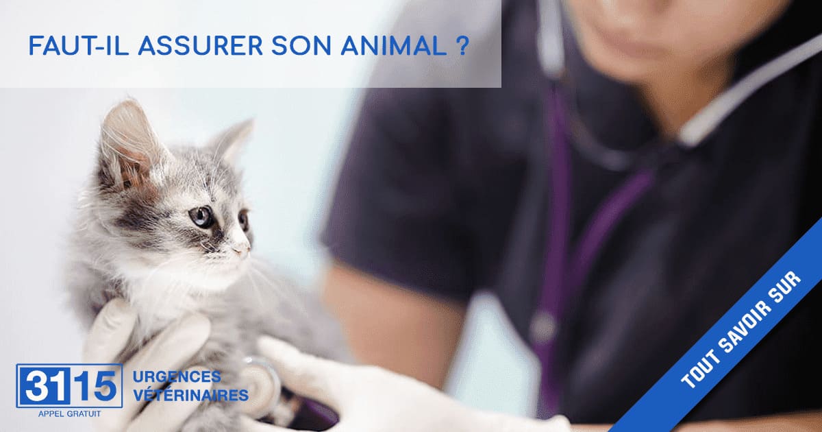 ASSURANCE ANIMALE : Faut-il assurer son animal de compagnie ?