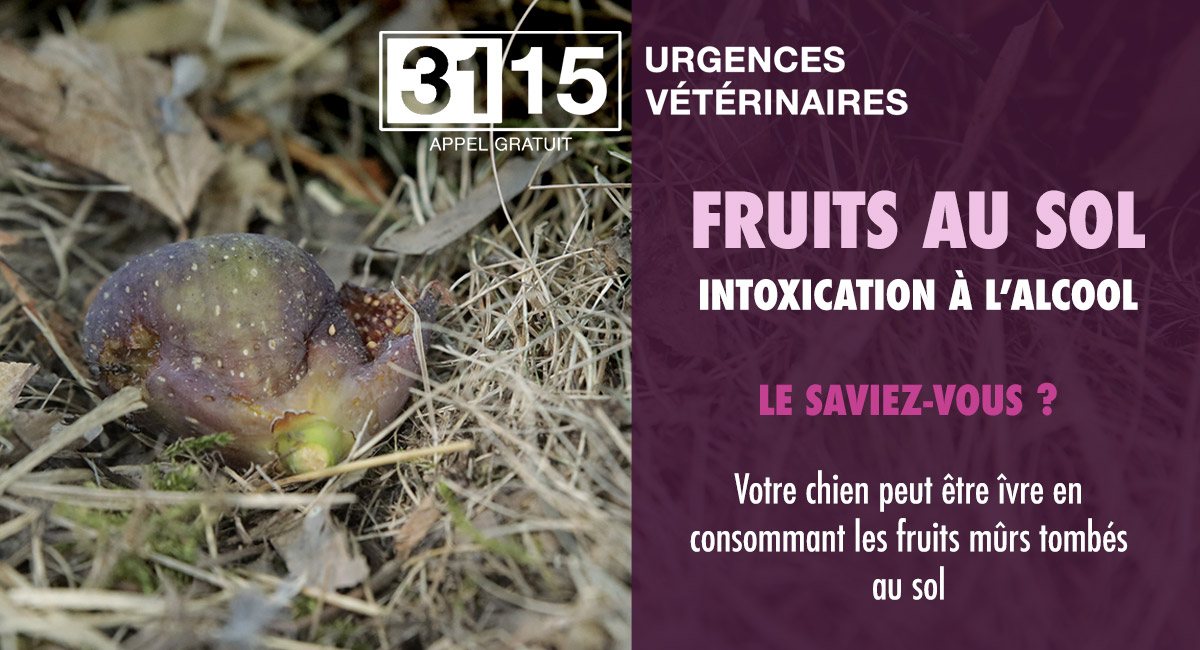 Intoxication à l'alcool chez le chien par les fruits tombés au sol