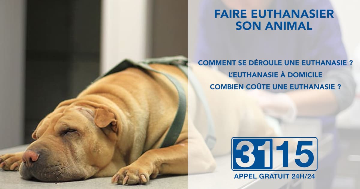 Fin de vie : faire euthanasier son chien ou son chat