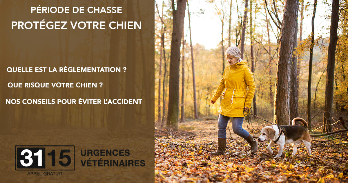 Période de chasse : Comment protéger son chien et son chat ?