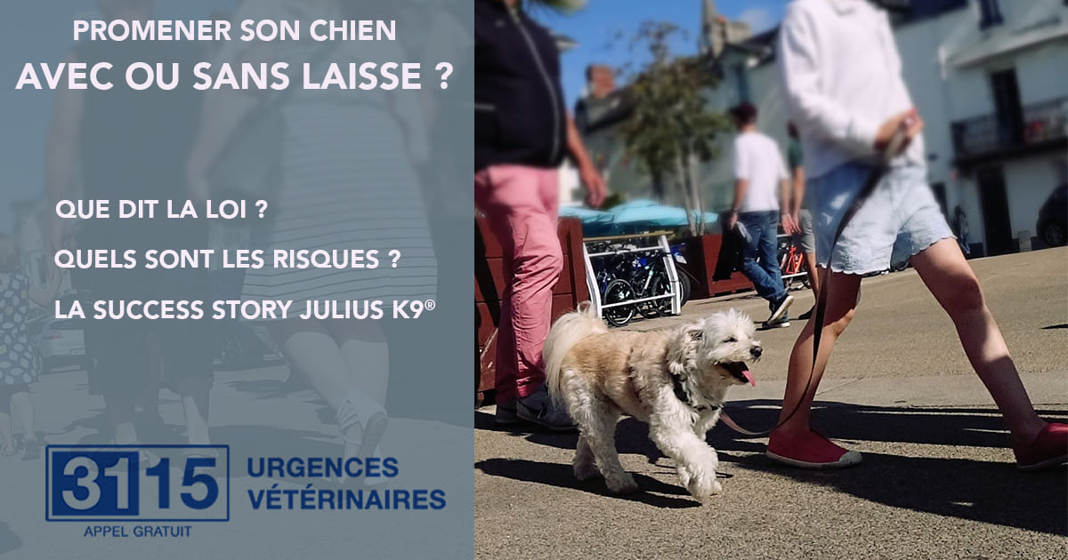 Promener son chien : AVEC ou SANS laisse ?