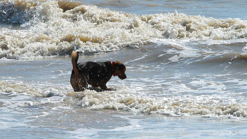 L’intoxication à l’eau de mer chez le chien