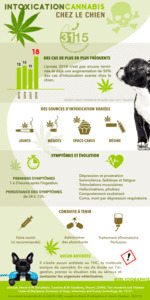 URGENCES VETERINAIRES | Dossier complet | L'intoxication Au Cannabis