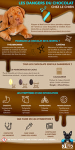 URGENCES VETERINAIRES | Dossier complet | Les Dangers Du Chocolat Chez Le Chien