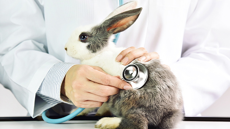 Occlusion par trichobézoard chez le lapin, une urgence vétérinaire !