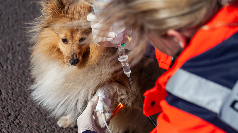 Ambulance vétérinaire pour Chien et Chat