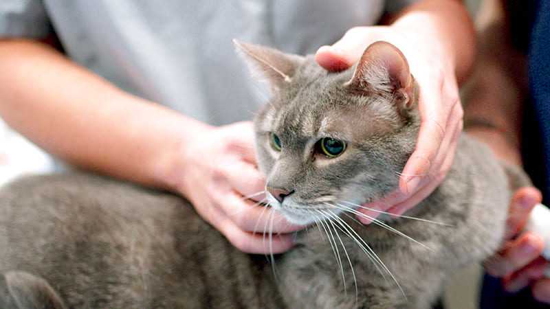 Insuffisance rénale chez le chat : causes, symtpomes et traitement