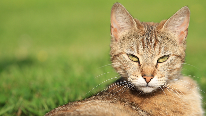 Le SIDA chez le chat : causes, symtpomes et traitement