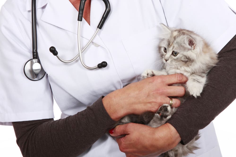 Urgence VETERINAIRE | VETERINAIRE de GARDE