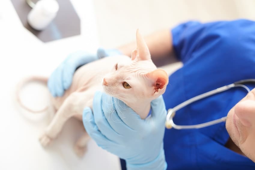 Urgences VETERINAIRES | VETERINAIRE de GARDE | Informations Santé Animale